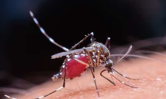 Aedes Aegypti, jenis nyamuk demam berdarah (Foto: Freepik)